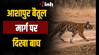 Khandwa News | खंडवा के आशापुर बैतूल मार्ग पर दिखा बाघ , राहगीरों ने बनाया वीडियो
