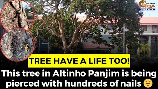 Tree have a life too! This tree in Altinho Panjim is being pierced with hundreds of nails ????
