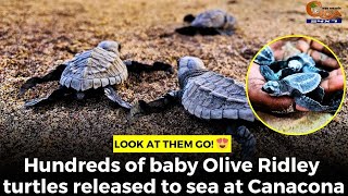 Look at them go! ???? Hundreds of baby Olive Ridley turtles released to sea at Canacona