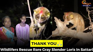 #ThankYou ????Wildlifers Rescue Rare Gray Slender Loris In Sattari