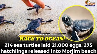 Race to Ocean! 214 sea turtles laid 21,000 eggs, 275 hatchlings released into Morjim beach