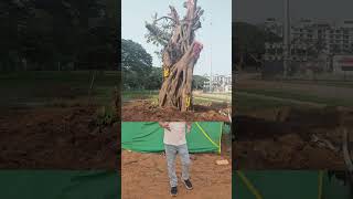 Some positive news about the uprooted 200-year-old banyan tree ????.