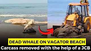 Dead whale on Vagator beach. Carcass removed with the help of a JCB