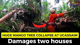 Huge mango tree collapse at Ucassaim. Damages two houses