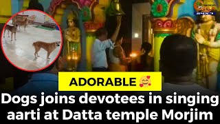 #Adorable ???? Dogs joins devotees in singing aarti at Datta temple Morjim