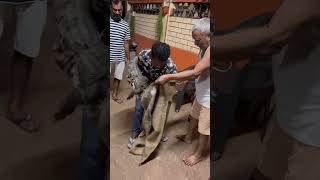 Crocodile was rescued at Gaonkarwada Kudne by Prajyot Parwar & Devesh Kerkar