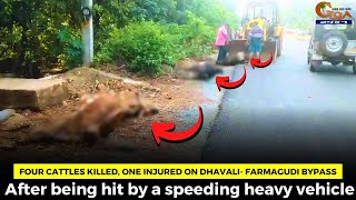 Four cattles killed, one injured on Dhavali- Farmagudi bypass
