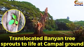 New lease of Life! Translocated Banyan tree sprouts to life at Campal ground