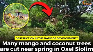 Destruction in the name of development? Many mango & coconut trees are cut near spring in Siolim