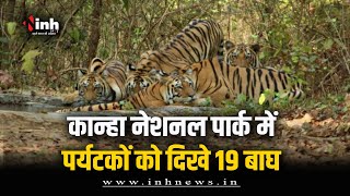 Kanha में दिखा रोमांचक नजारा | पर्यटकों को दिखाई दिए 19 बाघ | Kanha National Park | Mandla News