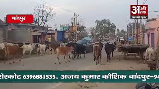 चांदपुर क्षेत्र में आवारा पशुओं की समस्या, आखिर कब मिलेगी निजात? #chandpurnews