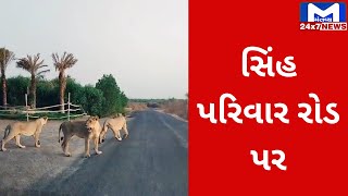 Amreliના ધારીમાં સિંહ પરિવાર રોડ પર | MantavyaNews