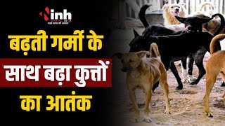 गर्मी की वजह से फिर बढ़ा आवारा कुत्तों का आतंक, 207 लोग पहुंचे अस्पताल | Dog Attack In Bhopal