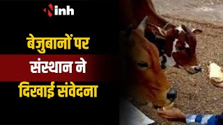 Dhamtari : बेजुबानों पर संस्थान ने दिखाई संवेदना, जानवरों को खिलाते है रोटी | CG News