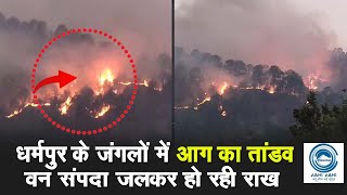 Fire | Forest | Solan