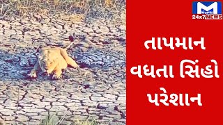 Amreli : ગરમીનો પારો વધતા સિંહોની મુશ્કેલી વધી | MantavyaNews