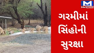 Amreli : કાળઝાળ ગરમીમાં સિંહોની સુરક્ષા પ્રત્યે વનવિભાગ સતર્ક | MantavyaNews