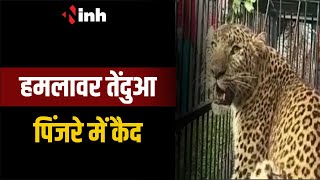Nepanagar News: हमलावर तेंदुआ पिंजरे में कैद | ग्रामीणों ने ली राहत की सांस