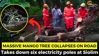 Massive mango tree collapses on road. Takes down six electricity poles at Siolim