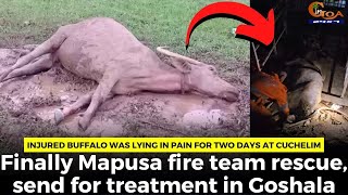 Injured buffalo was lying in pain for two days at Cuchelim
