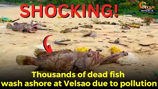 #Shocking! Thousands of dead fish wash ashore at Velsao due to pollution