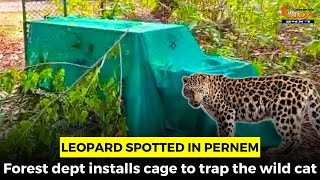 Leopard spotted in Pernem- Forest dept installs cage to trap the wild cat