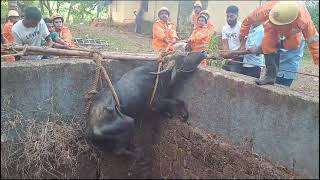 #GodBless- A buffalo which fell in a well at Parcem was rescued by Fire Team