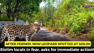 After Pernem, now Leopard spotted at Siolim. Siolim locals in fear, asks for immediate action!