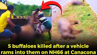 #Heartbreaking. 5 buffaloes killed after a vehicle rams into them on NH66 at Canacona#