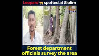 Leopard ???? spotted at Siolim. Forest department official survey the area