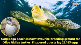 Galgibaga beach is now favourite breeding ground for Olive Ridley turtles.