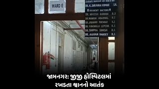 જામનગર:જીજી હોસ્પિટલમાં રખડતા શ્વાનનો આતંક