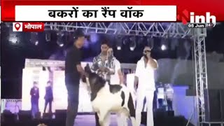 Bhopal में बकरों का रैंप वॉक | इवेंट में 177 किलो का किंग रहा शो स्टॉपर