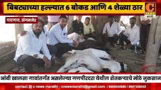 संगमनेर - बिबट्याच्या हल्ल्यात ६ बोकड आणि ४ शेळ्या ठार,  गणपीरदरा येथील शेतकऱ्याचे मोठे नुकसान