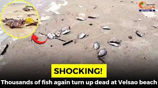 #Shocking! Thousands of fish again turn up dead at Velsao beach
