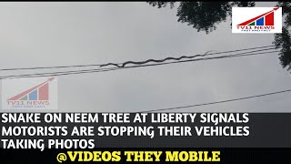 SNAKE ON NEEM TREE AT LIBERTY SIGNALS: MOTORISTS STOPPING FOR PICS & VIDEOS! ???????? | MUST-SEE CLIP