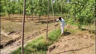 ककरौली क्षेत्र में किसान ने अज्ञात व्यक्ति पर लगाया पॉपुलर के पेड खुर्द बुर्द करने का आरोप