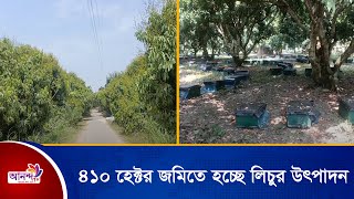 গুরুদাসপুরে ৪১০ হেক্টর জমিতে হচ্ছে লিচুর উৎপাদন | Ananda Tv