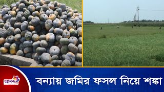 প্রতিবছরই আগাম বন্যায় জমির ফসল সঠিক সময়ে কৃষকরা ঘরে তুলতে পারবে কিনা তা নিয়ে শঙ্কা দেখা দেয়।