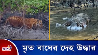 সুন্দরবনের খাল থেকে ভাসমান অবস্থায় মৃত বাঘের দেহ উদ্ধার | royal bengal tiger sundarban  | Ananda Tv