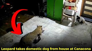 Leopard takes domestic dog from house at Canacona