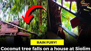 Coconut tree falls on a house at Siolim