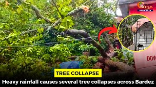 #TreeCollapse: Heavy rainfall causes several tree collapses across Bardez
