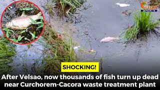 After Velsao, now thousands of fish turn up dead near Curchorem-Cacora waste treatment plant