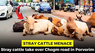 Stray cattle menace- Stray cattle take over Chogm road in Porvorim