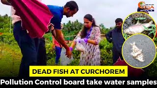 Dead fish at Curchorem: Pollution Control board take water samples