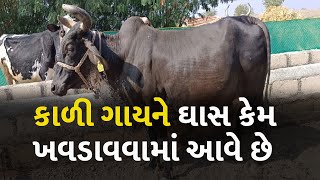 કાળી ગાયને ઘાસ કેમ ખવડાવવામાં આવે છે