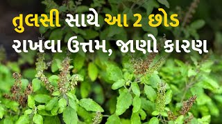 તુલસી સાથે આ 2 છોડ રાખવા ઉત્તમ, જાણો કારણ #Astrology #HolyBasil