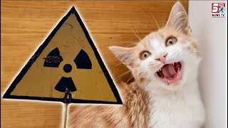 International News | A cat fell into a vat of toxic chemicals and walked away. A city is on alert |