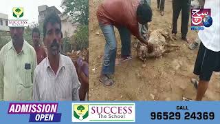 Jungli Kutton Ne Khule Aam Kiya Shikar | 15 Sheeps Killed | Ghatkesar | Police Registered a Case |